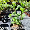 식용국화 이미지
