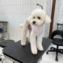 살롱드댕댕 이미지