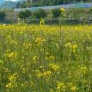 (주) 안전대부 | 경산 하양 대부잠수교 장미터널, 개화시기·포토존·주차장 가는법 완벽가이드