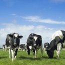 세계축산 이미지