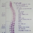 발가락운동용구 착용하고 걷고 운동하여 탈력있는 엉덩이 만드세요 이미지