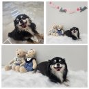 아모르 펫 살롱 이미지