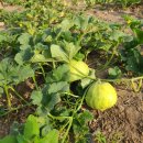 축복농장 이미지