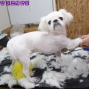 뽀뽀애견샵 네이버블로그