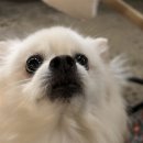 별다리 캠핑 이미지