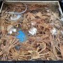 갈릴리 수산물 도매 이미지