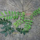 나무와나무 이미지