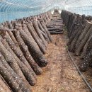 솔터농장 이미지