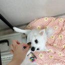 꽃댕이 멍집사 | 맛있고 건강한 강아지 수제간식 꽃댕이 멍집사 솔직후기