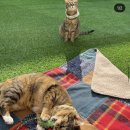 오냥오냥 고양이호텔 이미지