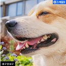 애플펫 동물병원 이미지