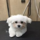 황금애견샵
