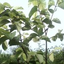 고향농장 이미지