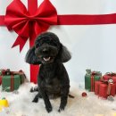 놀펫 강아지유치원 애견호텔 서울애견유치원 성북본원 | 성북구 서울 애견 카페 호텔 미용 전부 가능한 행복하개 키울고양 푸들 미용 후기