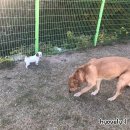 호반애견훈련소 이미지