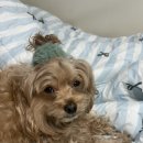 코코 반려견미용실 이미지