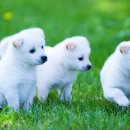 동물미용업 영업등록신청 이미지