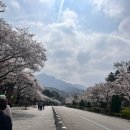 월드빌 옆 | [평촌] 평촌역 손만두 맛집 성경만두요리전문점🥟 | 위치•메뉴•가격•솔직후기까지