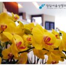 서울성형외과