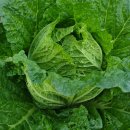 대로농약자재 이미지