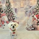 DOG깨비 강아지 미용실 이미지