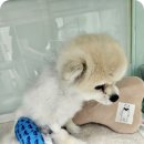 서울동물병원 | 서울동물병원 고관절 탈구 수술 후기