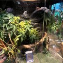 팔형제 농장 | 동탄 주렁주렁 동물원 육지거북 카피바라 목화머리타마린 봤다