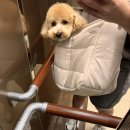 천사 펫하우스 이미지