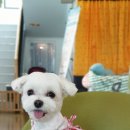 댕댕라운지 이미지