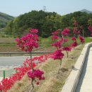 별빛수목원 Daum카페