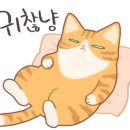 고양이분양은 노블캣 랙돌놀숲분양캐터리 대전점 이미지