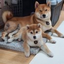 강아지 이름 추천 1,900개 중에 골라보기