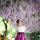 용암초등학교 Wisteria 이미지