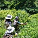 비양도의 비양나무자생지 이미지