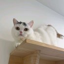 고양이호텔 외갓집 이미지