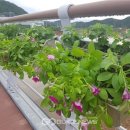 축산교 이미지