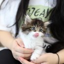 수원고양이분양 고사남 본점 네이버블로그