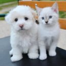 24시김승현외과동물메디컬센터 이미지