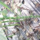 추부농장 이미지