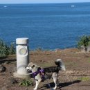 미로애견센터 이미지