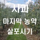 장수사과원예농업협동조합 | 부사,시나노골드 사과 마지막 농약 살포 시기