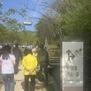 숲 | 화담숲 후기 4월의 수선화축제