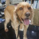 홍상희동물병원 이미지