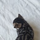 나비캐터리 이미지