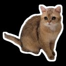 캣플 동탄점 이미지