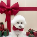 디어마이몽 이미지