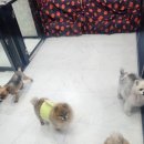 소망이네애견샵