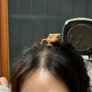 홀롤롤로 이미지