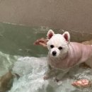 6705 | 경주 황리단길 애견동반숙소 경주 스테이여우잠3 내돈내산 솔직후기