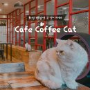 카페 커피캣 | 화성 병점역 근처 고양이 카페 카페커피캣